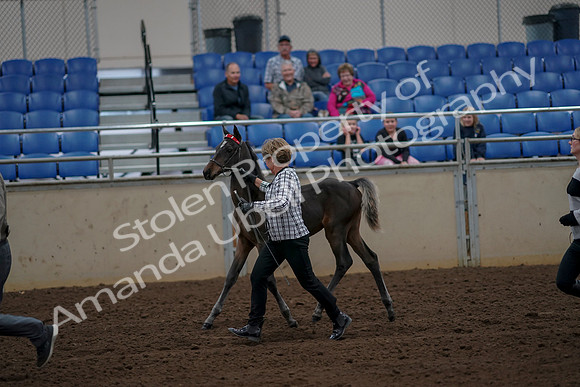 2019 Morgan Horse Show - Aug 30, 2019 - 24718