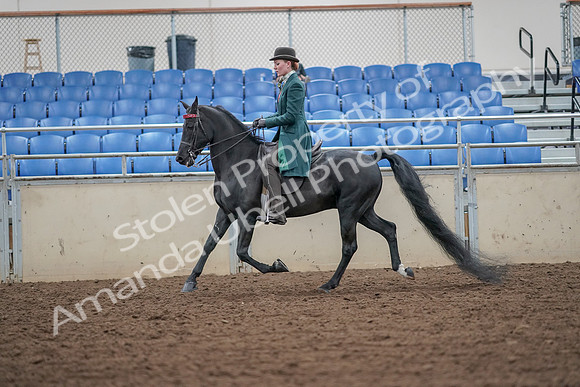 2019 Morgan Horse Show - Aug 30, 2019 - 15414