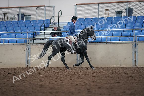 2019 Morgan Horse Show - Aug 31, 2019 - 16709