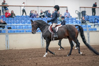 2019 Morgan Horse Show - Aug 31, 2019 - 19397