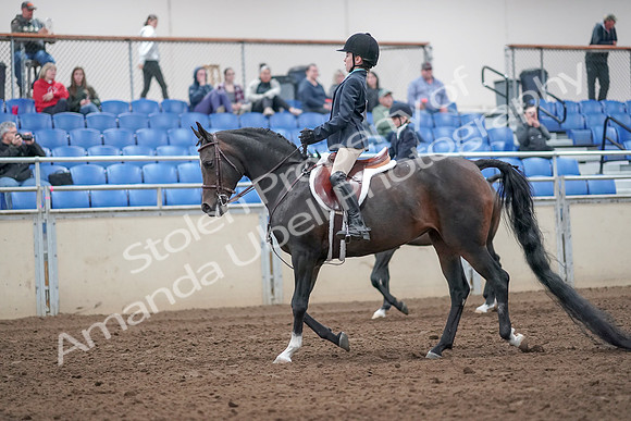 2019 Morgan Horse Show - Aug 31, 2019 - 19397