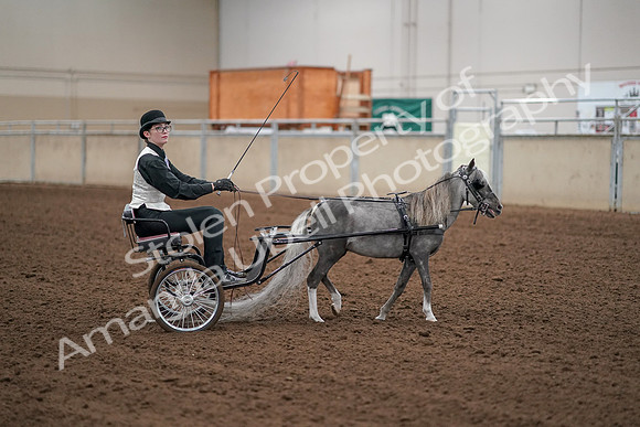 2019 Morgan Horse Show - Aug 30, 2019 - 13349