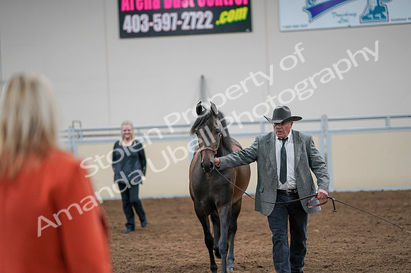 2020 - AB Morgan Horse - Fri, Sept 04 - 08590