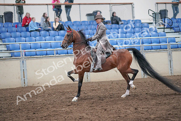 2019 Morgan Horse Show - Aug 31, 2019 - 21960