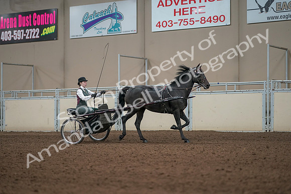 2019 Morgan Horse Show - Aug 31, 2019 - 04728