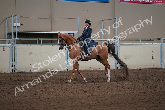 2019 Morgan Horse Show - Sept 01, 2019 - 11930