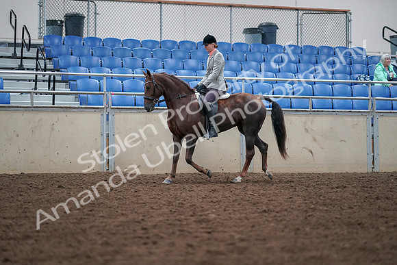 2019 Morgan Horse Show - Aug 30, 2019 - 18338