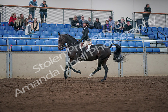 2019 Morgan Horse Show - Aug 31, 2019 - 20607