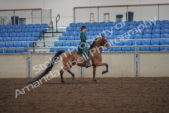 2019 Morgan Horse Show - Aug 30, 2019 - 28131