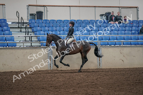 2019 Morgan Horse Show - Aug 31, 2019 - 05090