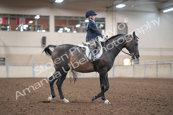 2019 Morgan Horse Show - Aug 31, 2019 - 19668