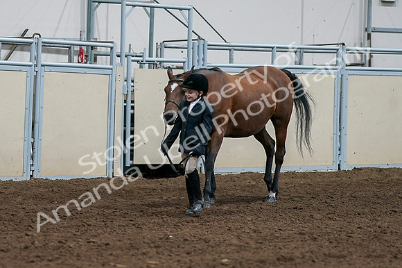 2020 - AB Morgan Horse - Fri, Sept 04 - 00861
