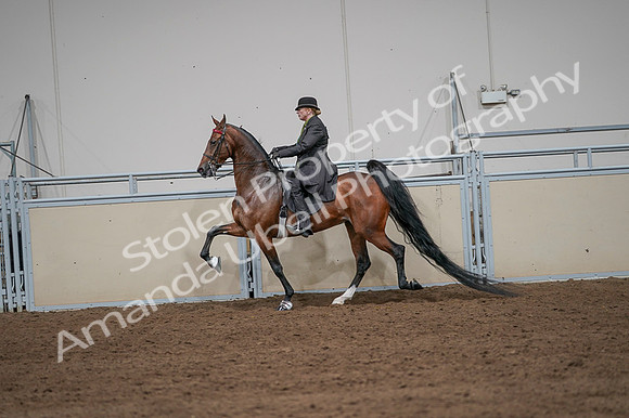 2020 - AB Morgan Horse - Fri, Sept 04 - 09658