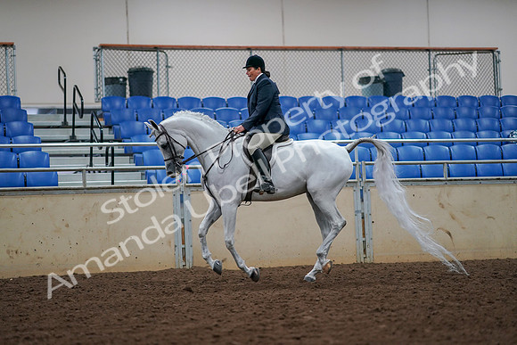 2019 Morgan Horse Show - Aug 30, 2019 - 17416