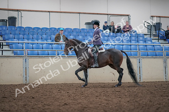 2019 Morgan Horse Show - Aug 31, 2019 - 14794