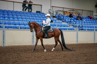 2020 - AB Morgan Horse - Fri, Sept 04 - 03477