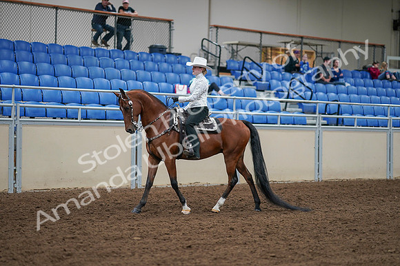 2020 - AB Morgan Horse - Fri, Sept 04 - 03477