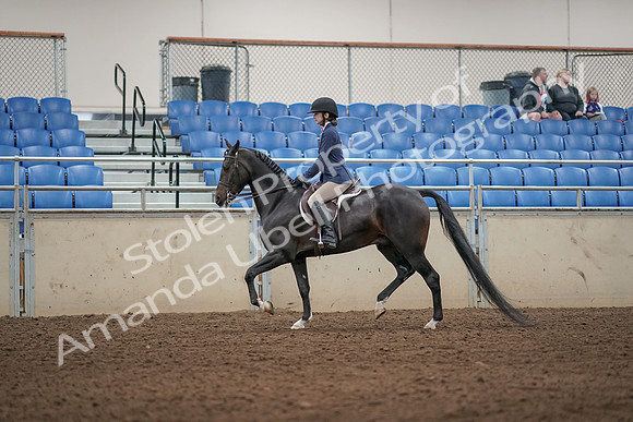 2019 Morgan Horse Show - Aug 31, 2019 - 04886