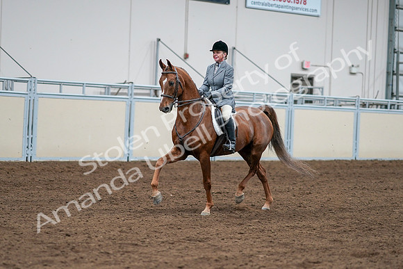 2020 - AB Morgan Horse - Sat, Sept 05 - 03261