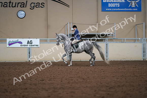 2019 Morgan Horse Show - Aug 30, 2019 - 16138