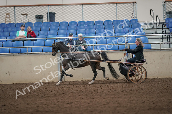 2019 Morgan Horse Show - Aug 31, 2019 - 04316