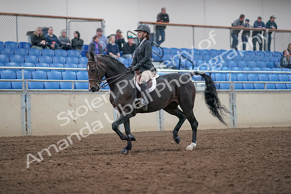 2019 Morgan Horse Show - Aug 31, 2019 - 20518