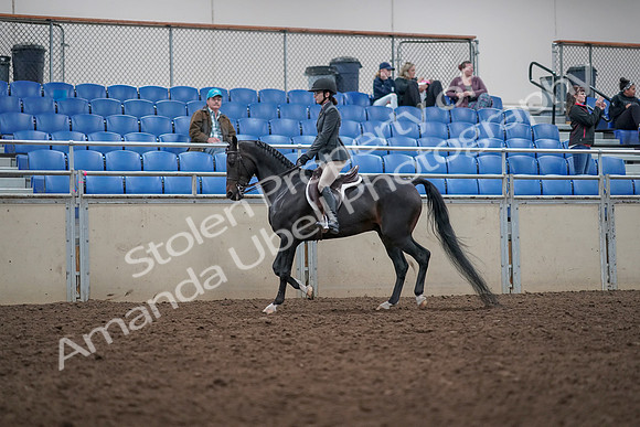 2019 Morgan Horse Show - Aug 31, 2019 - 14683