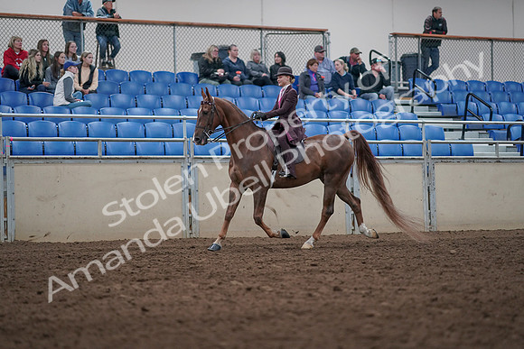 2019 Morgan Horse Show - Aug 31, 2019 - 20514