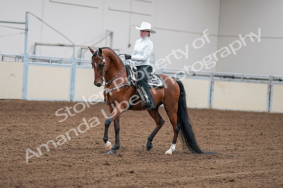 2020 - AB Morgan Horse - Fri, Sept 04 - 03575