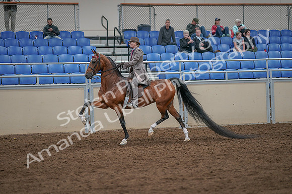 2020 - AB Morgan Horse - Fri, Sept 04 - 11385