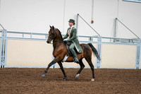 2020 - AB Morgan Horse - Fri, Sept 04 - 03290