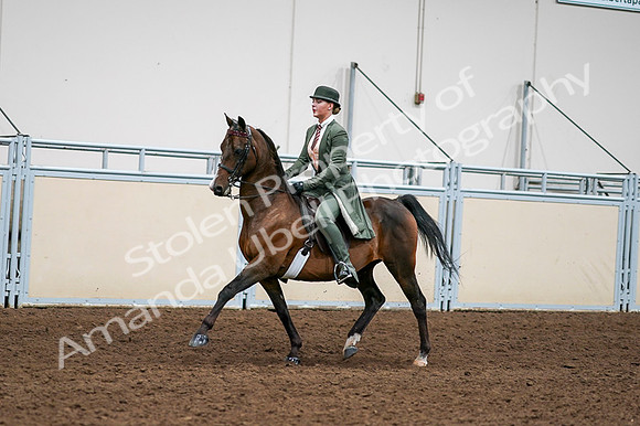 2020 - AB Morgan Horse - Fri, Sept 04 - 03290