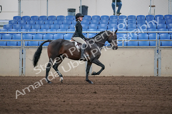 2019 Morgan Horse Show - Sept 01, 2019 - 03947