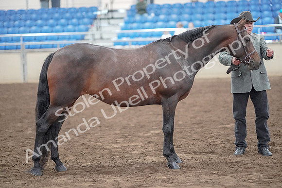 2019 Morgan Horse Show - Aug 31, 2019 - 03783