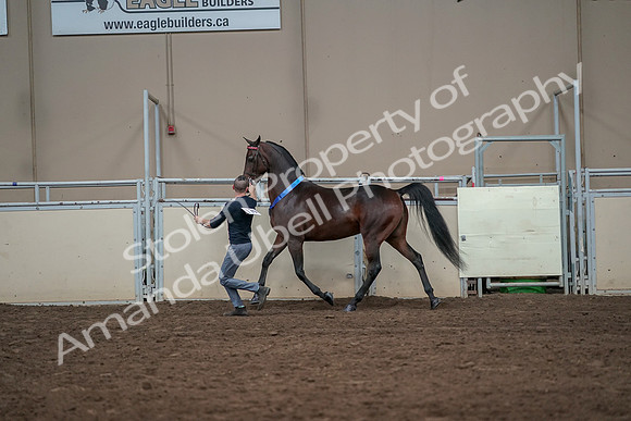 2019 Morgan Horse Show - Aug 31, 2019 - 01441