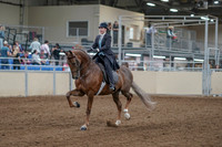 2020 - AB Morgan Horse - Fri, Sept 04 - 11078