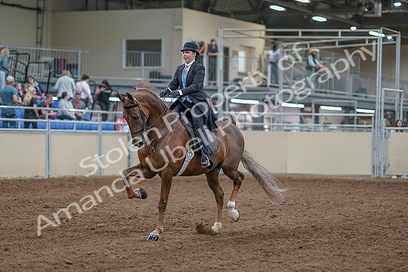 2020 - AB Morgan Horse - Fri, Sept 04 - 11078