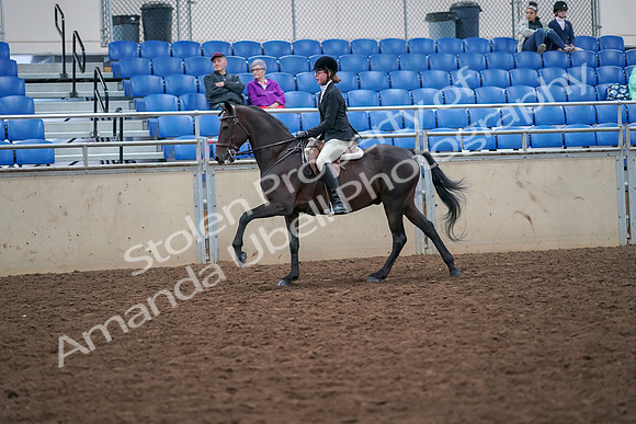 2019 Morgan Horse Show - Aug 30, 2019 - 20534