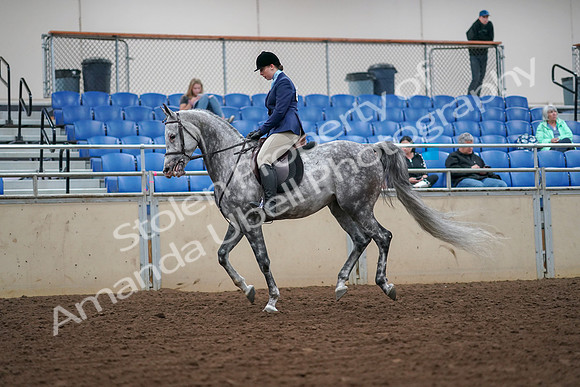 2019 Morgan Horse Show - Aug 30, 2019 - 16292