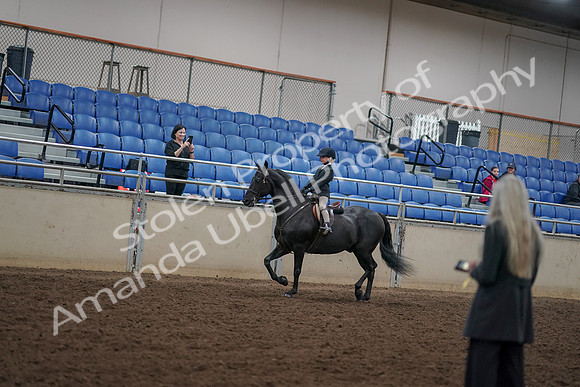2019 Morgan Horse Show - Aug 30, 2019 - 12677