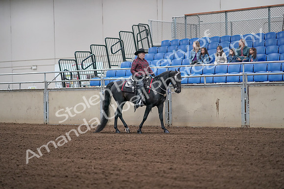 2019 Morgan Horse Show - Aug 31, 2019 - 10658