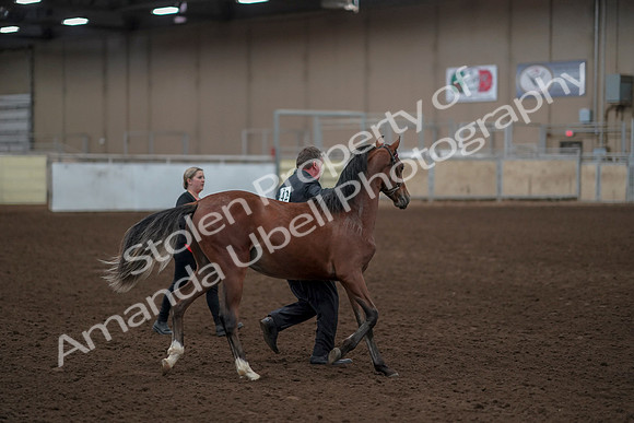 2019 Morgan Horse Show - Aug 31, 2019 - 00229