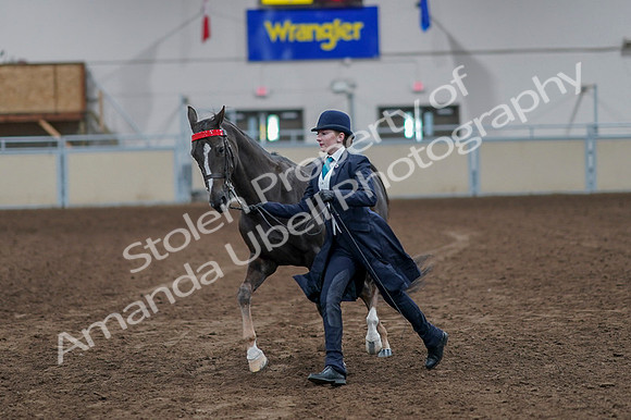 2020 - AB Morgan Horse - Fri, Sept 04 - 00897