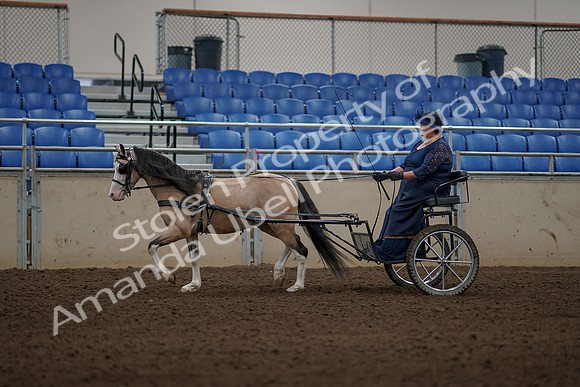 2019 Morgan Horse Show - Aug 31, 2019 - 04345