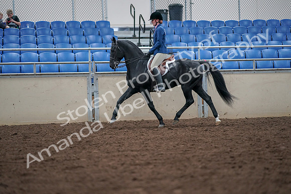 2019 Morgan Horse Show - Aug 30, 2019 - 18411