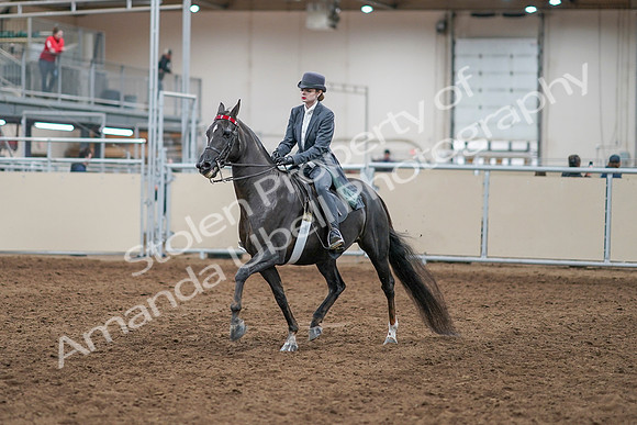 2020 - AB Morgan Horse - Sun, Sept 06 - 08284