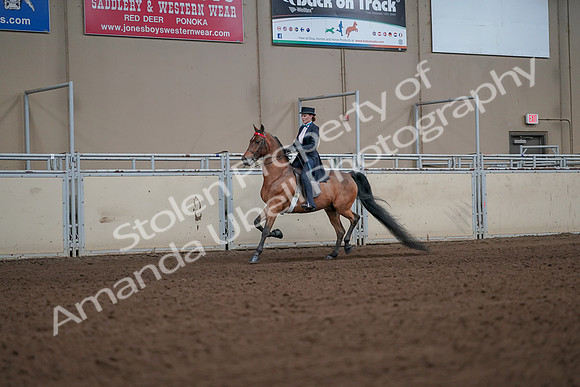 2019 Morgan Horse Show - Aug 31, 2019 - 19933