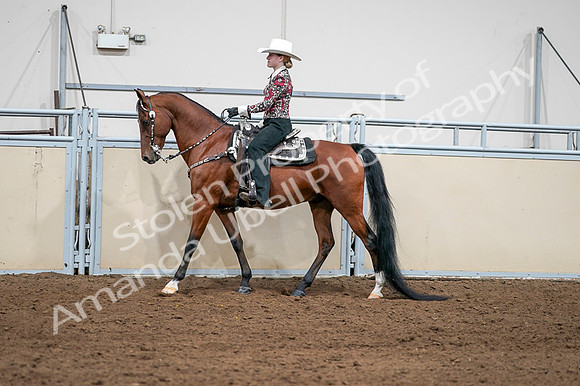 2020 - AB Morgan Horse - Fri, Sept 04 - 08406
