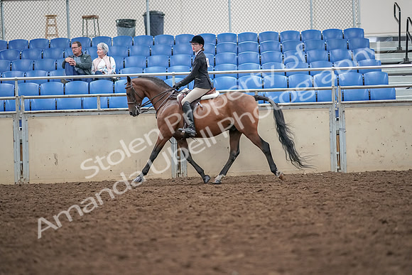 2019 Morgan Horse Show - Aug 30, 2019 - 20168