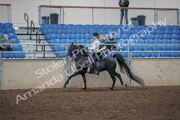 2019 Morgan Horse Show - Aug 31, 2019 - 09496
